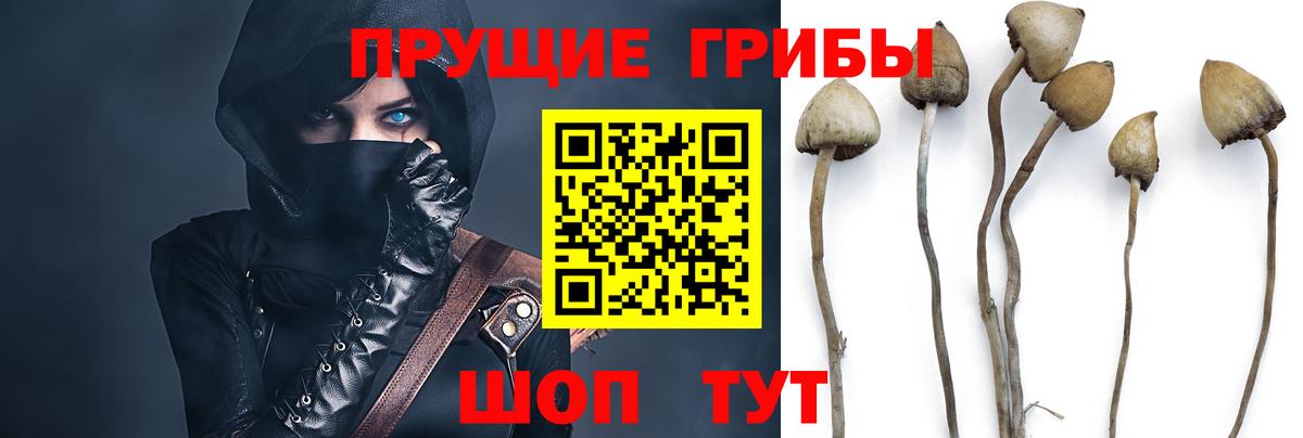 где продают   Галлюциногенные грибы Psilocybine cubensis  Галлюциногенные грибы GOLDEN TEACHER  Вход с VPN  Дубна 